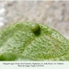 polygonia egea daghestan ovum